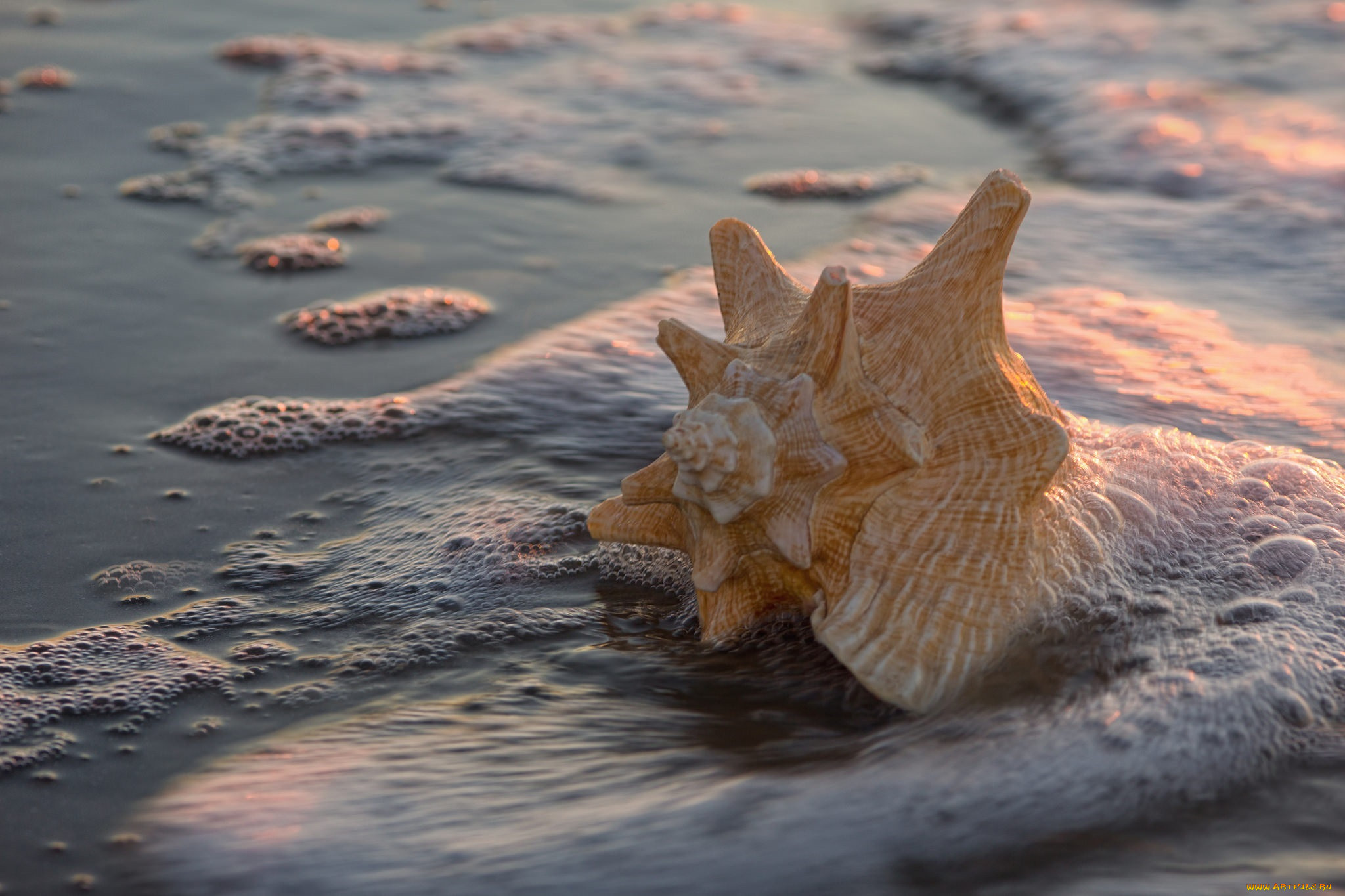 фото ракушки на море